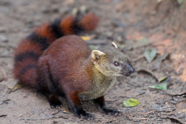 mongoose